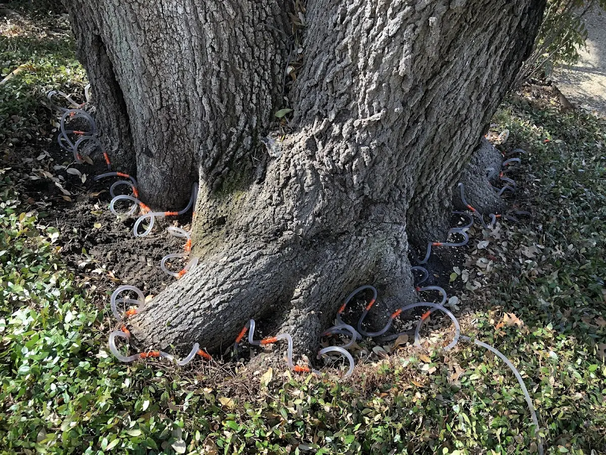 Detailed Tree Cabling and Bracing job site in Rochert
