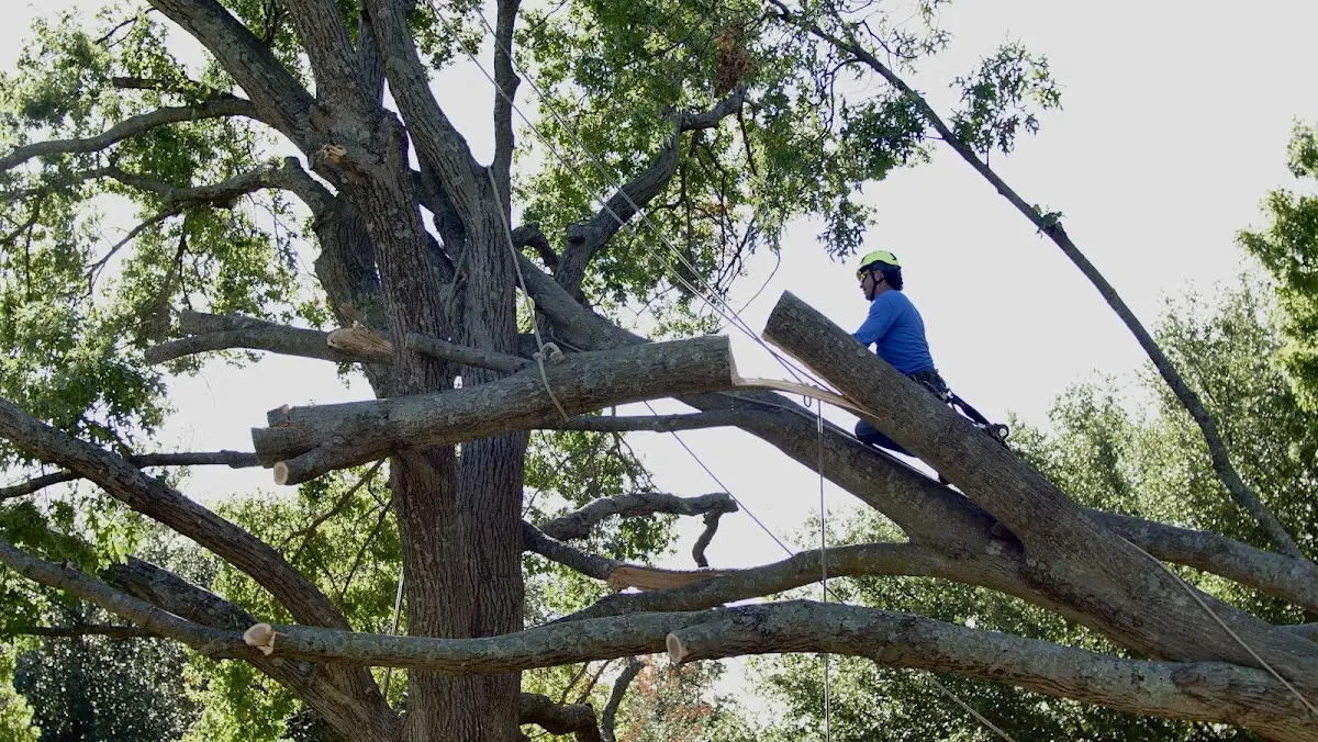 Professional Crown Thinning performed by certified arborists in Rochert